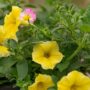 Combo – Great Escape – 8″ Patio Pot